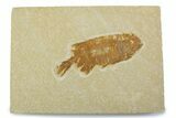 Juvenile Phareodus Fish Fossil - Scarce Species #373882-1